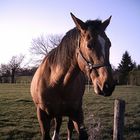 Mein neugieriges Pferd 2