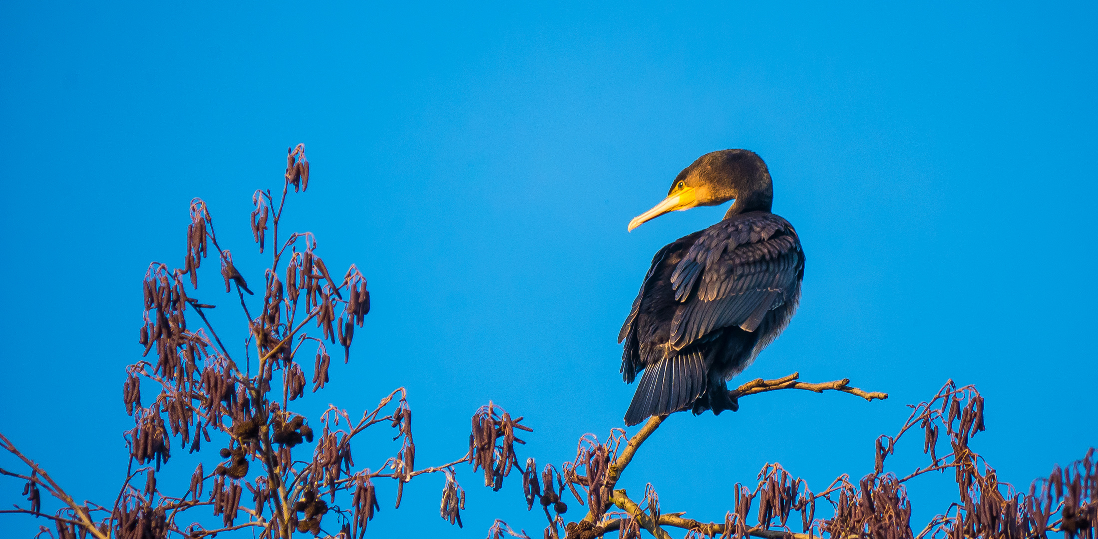 Mein Neujahrs-Vogel