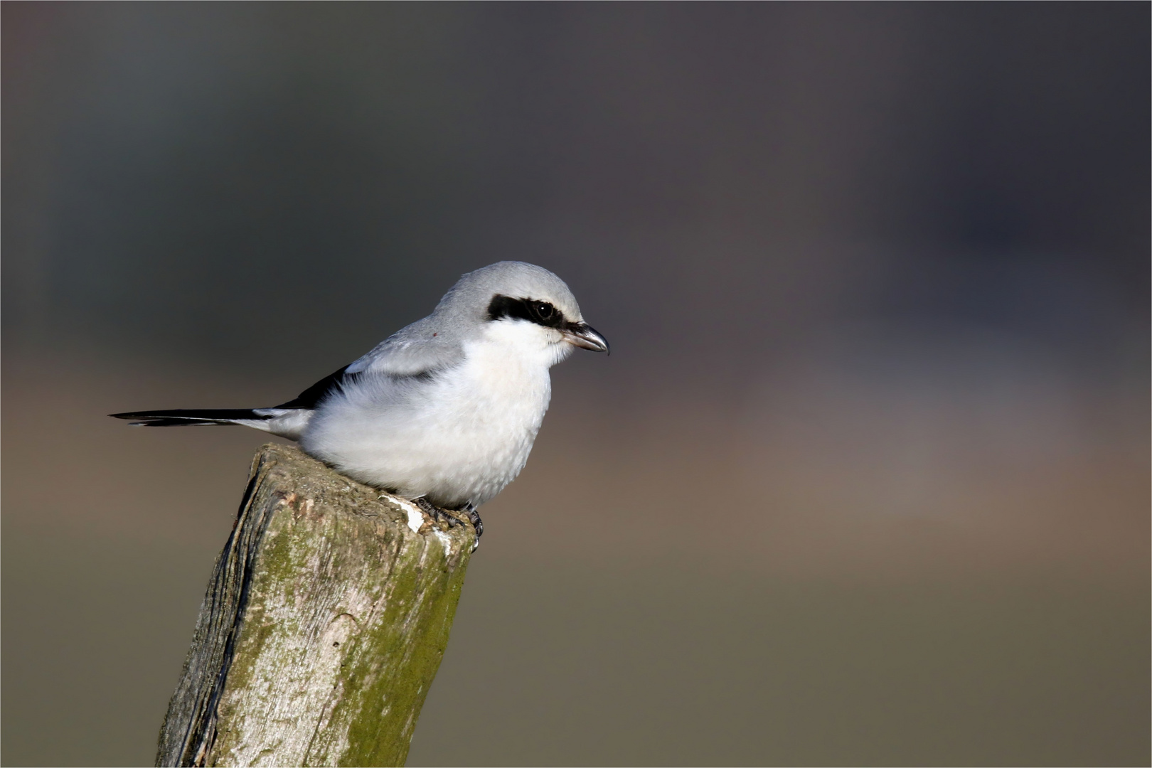 Mein Neujahrsvogel - Raubwürger 