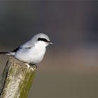 Mein Neujahrsvogel - Raubwürger 