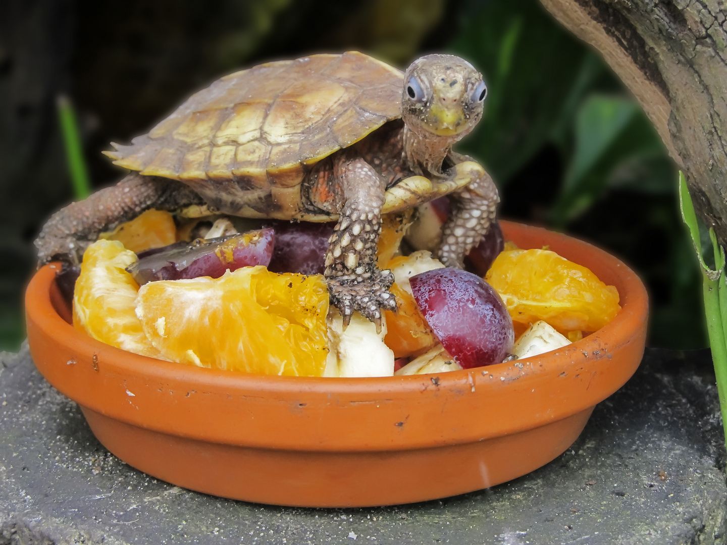 Mein Obstsalat