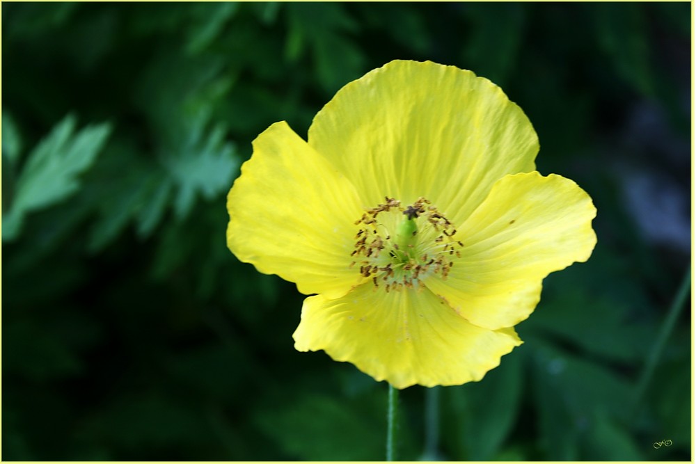 Mein Oldenburg ... der Botanische Garten 1