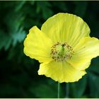 Mein Oldenburg ... der Botanische Garten 1