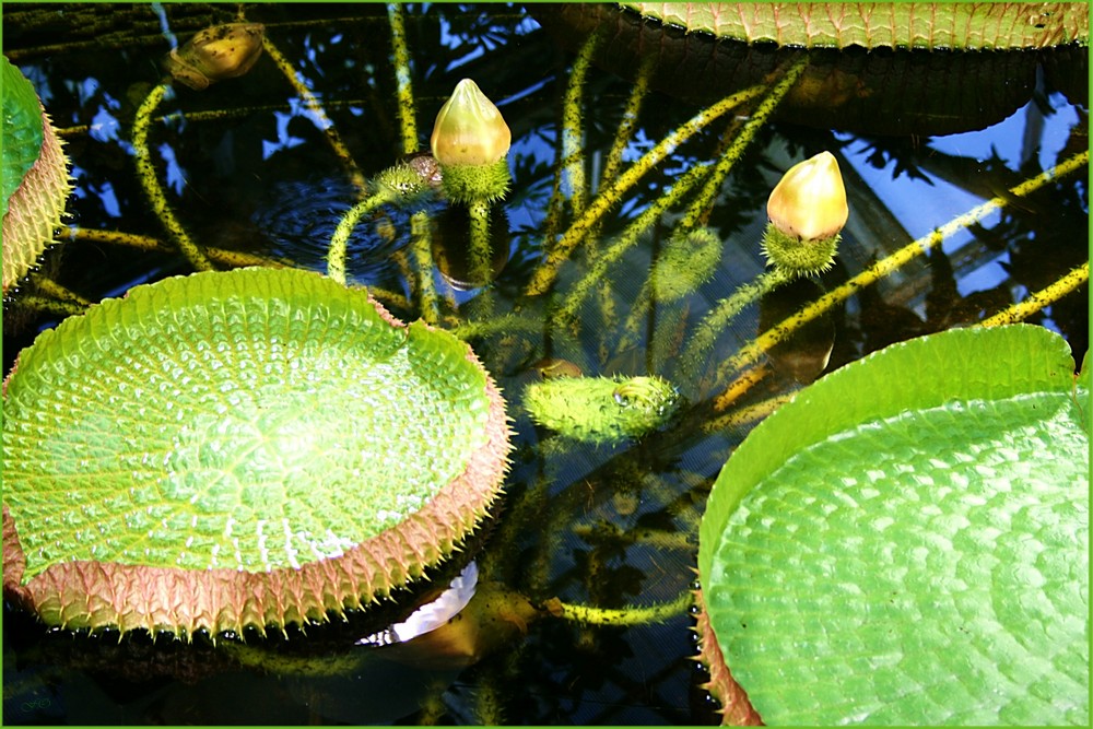 Mein Oldenburg ... der Botanische Garten 2