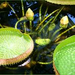 Mein Oldenburg ... der Botanische Garten 2