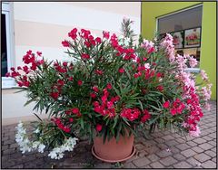 Mein Oleander 
