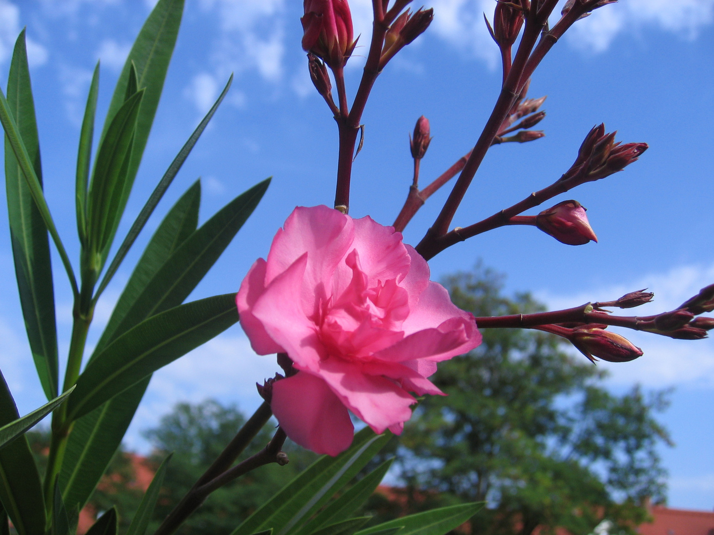 "mein Oleander"