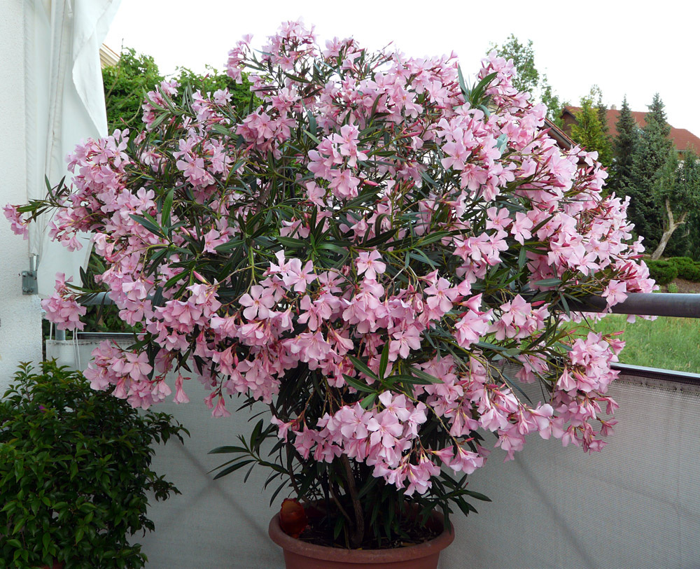 Mein Oleander