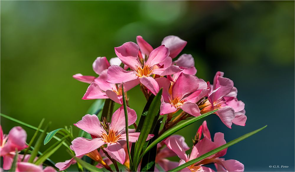 Mein Oleander blüht