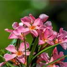 Mein Oleander blüht