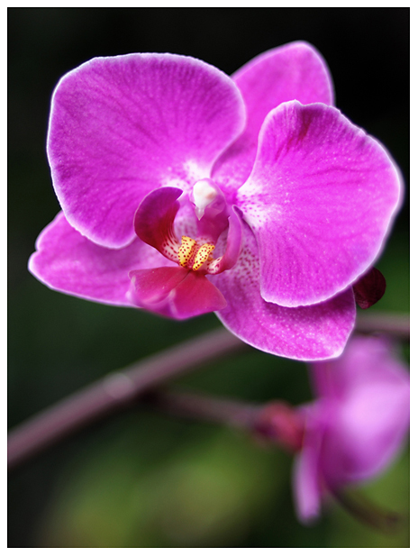 mein Orchidee'n Knips Versuch :-)