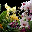 mein Orchideenfenster