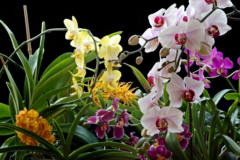 mein Orchideenfenster
