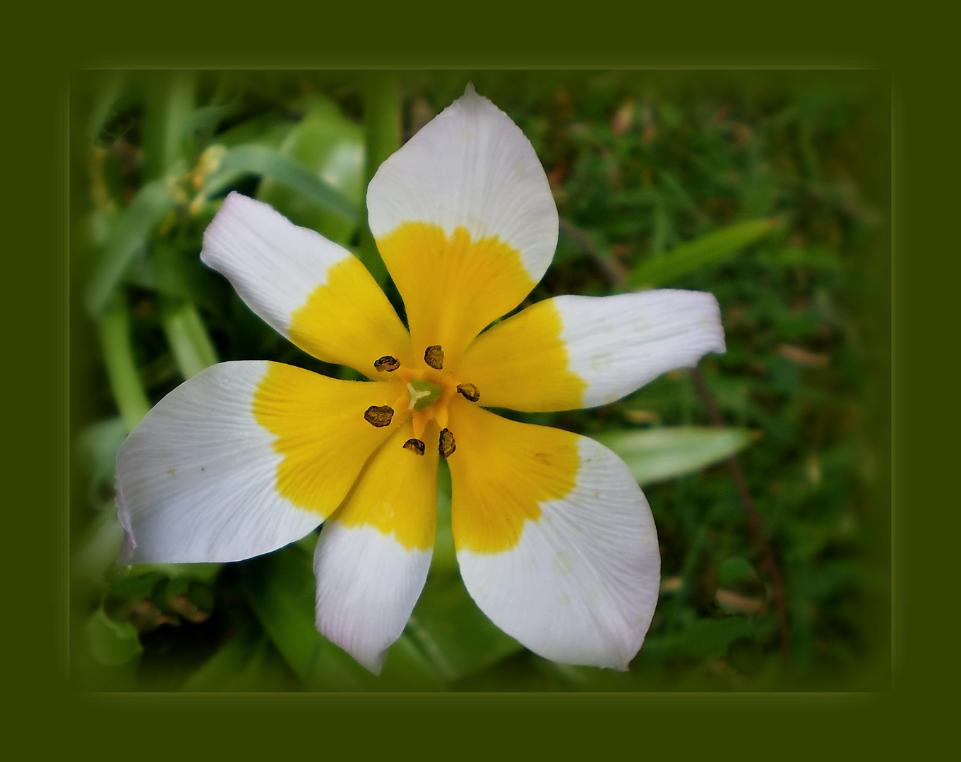 mein Osterei- Blümchen :-)