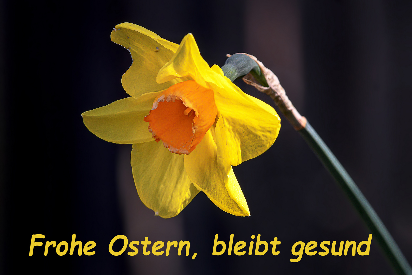 Mein Ostergruß an alle Besucher