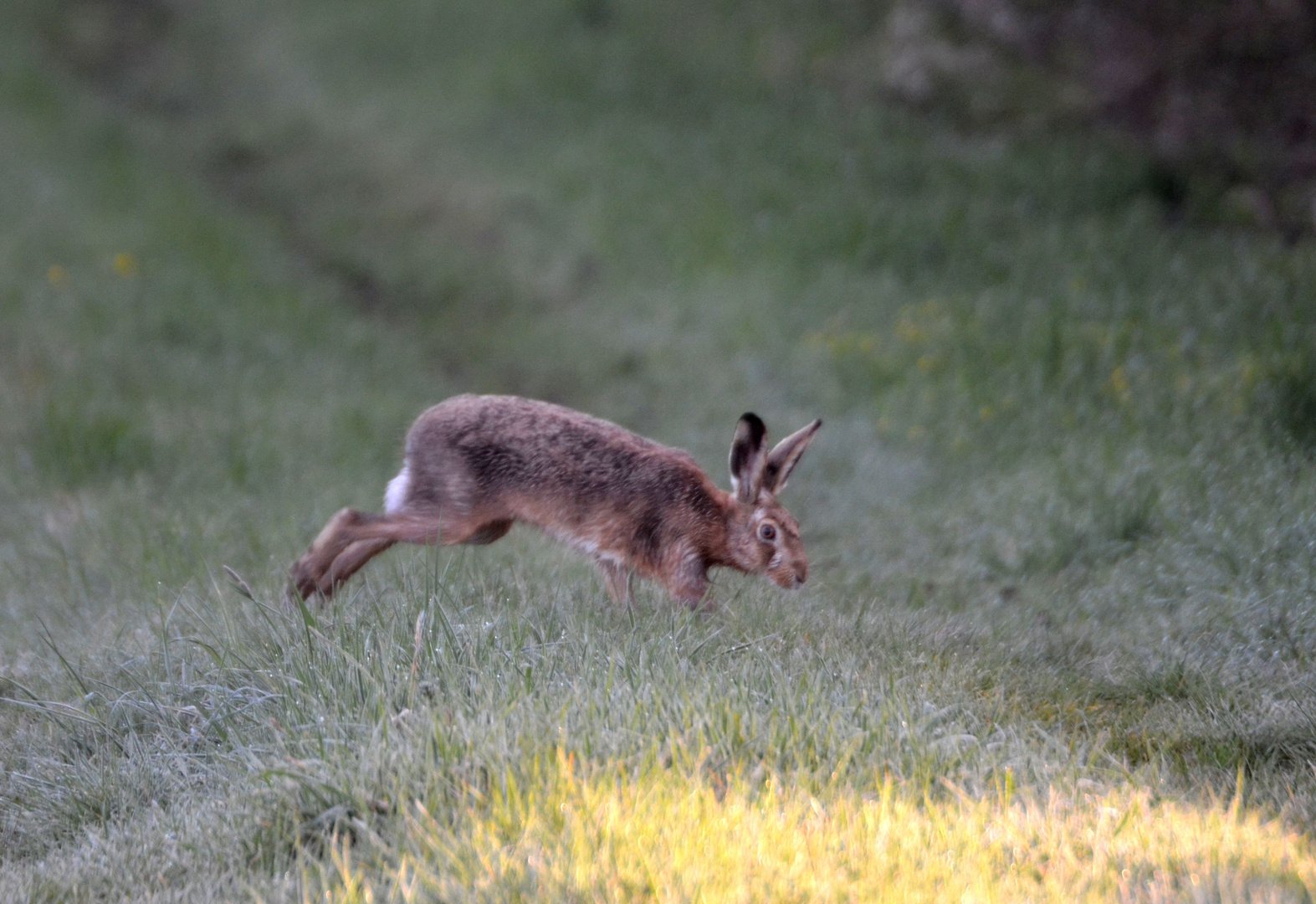 Mein Osterhase auf der Flucht!