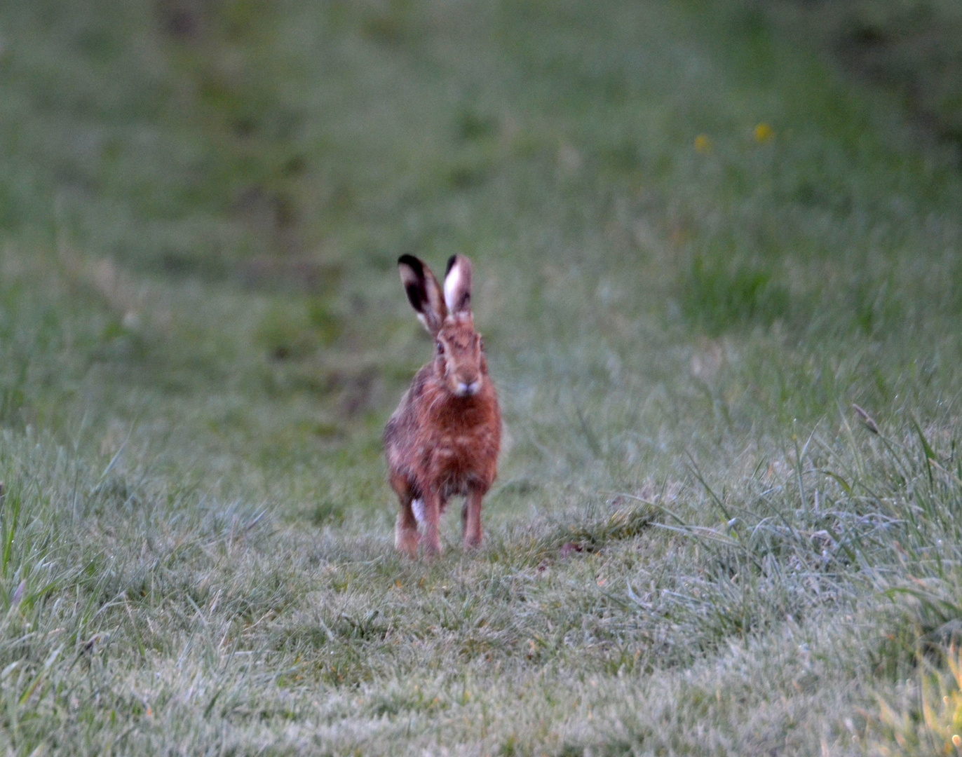 Mein Osterhase ! Heute früh vor der Linse.