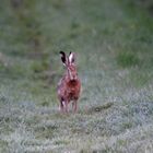 Mein Osterhase ! Heute früh vor der Linse.