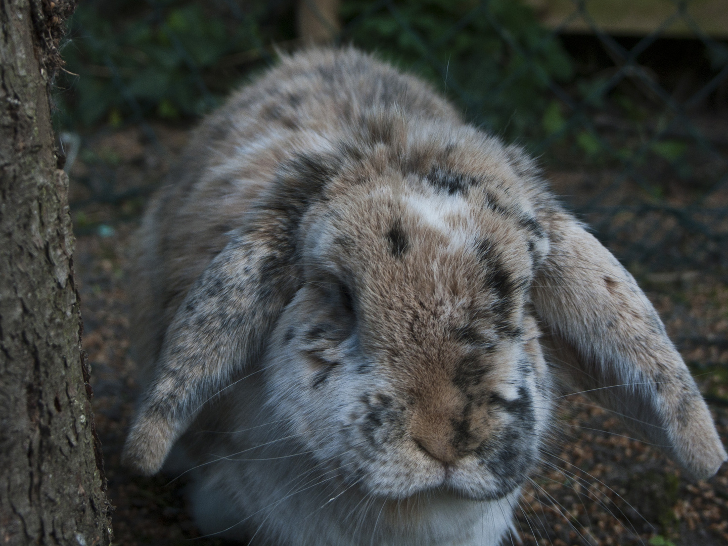 Mein Osterhase: Oli