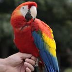 Mein Papageier [02]