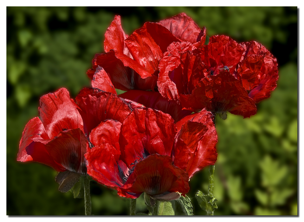 Mein Papaver orientale...