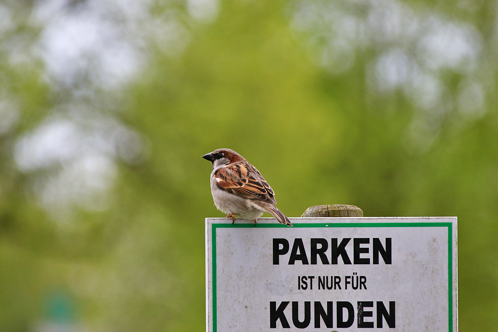 mein Parkplatz