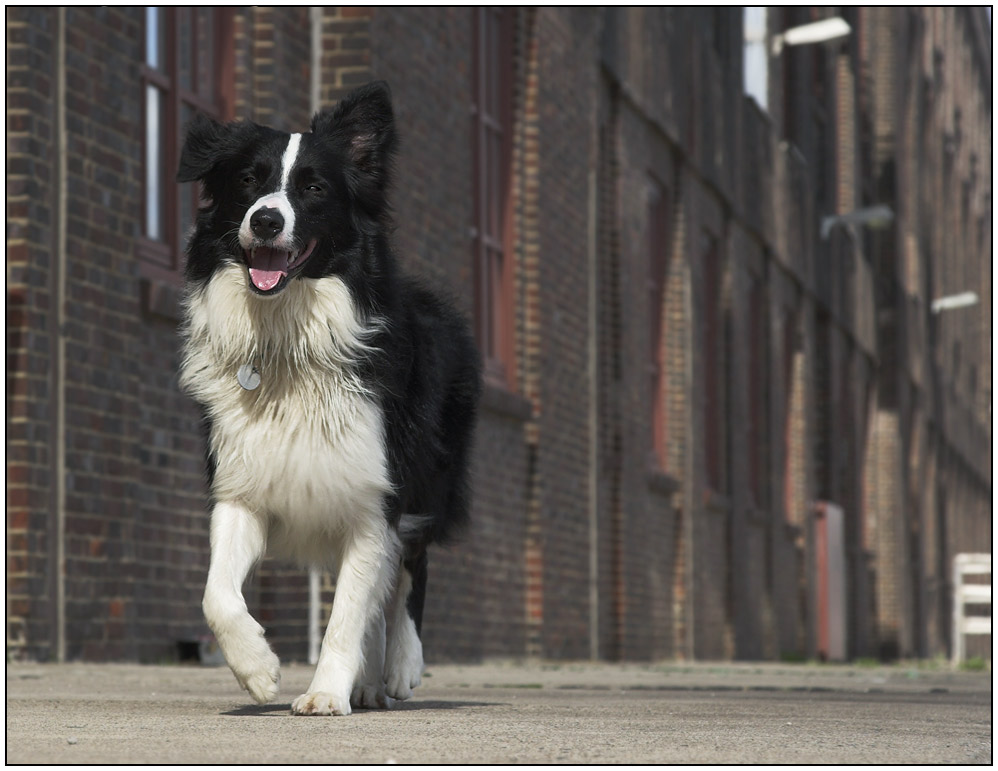 mein Paul... er ist groß geworden... [Border Collie]