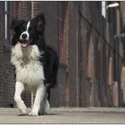 mein Paul... er ist groß geworden... [Border Collie]