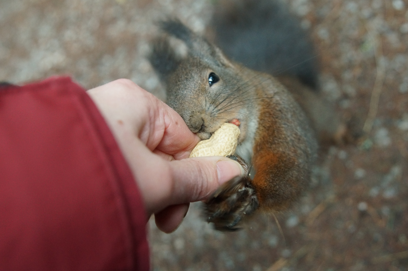 Mein perfektes Eichhörnchenbild