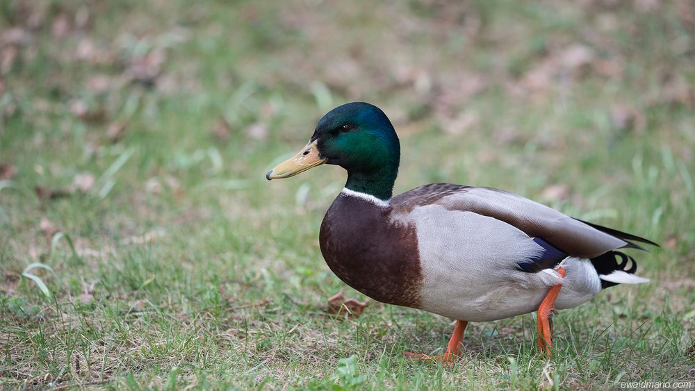 mein persönlicher donald ....