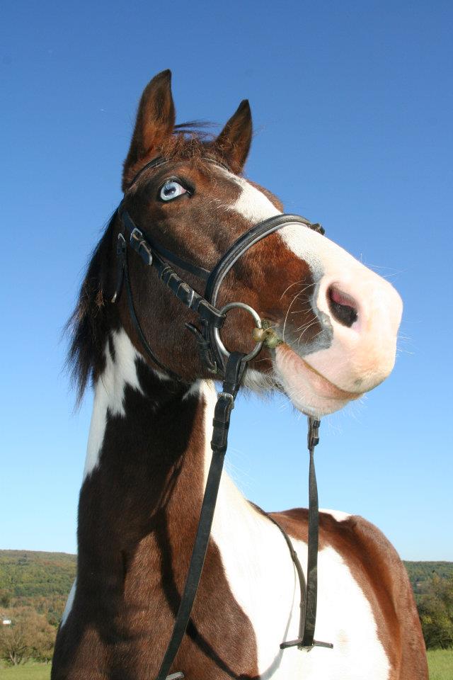 Mein Pferd Andy