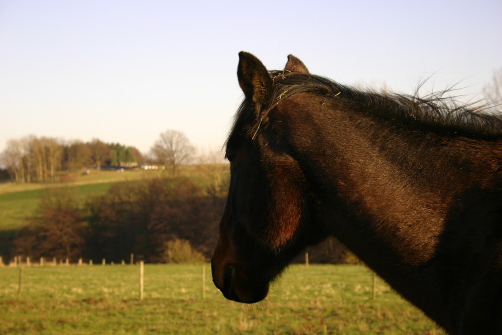 mein Pferd