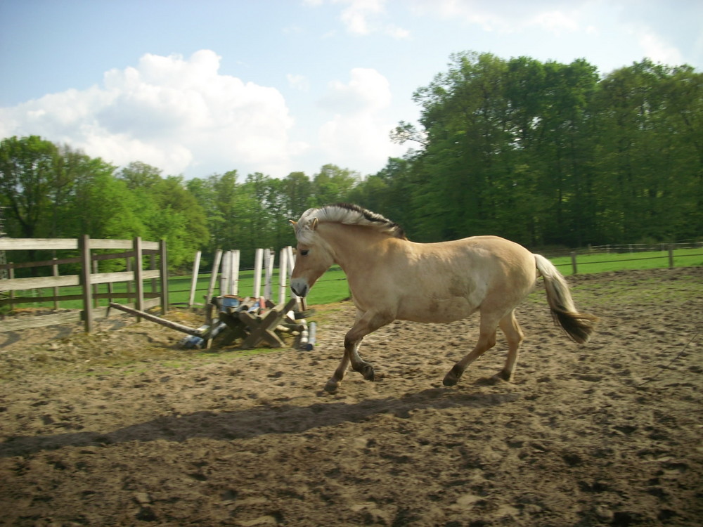 mein Pferd Inka beim Freilaufen