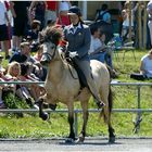 Mein Pferd läuft auch im Schlaf ;)