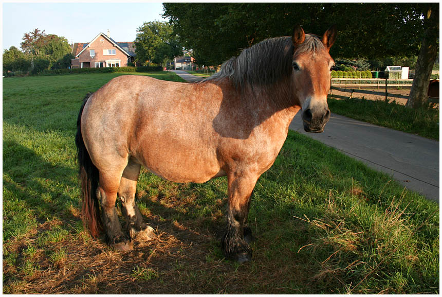 mein Pferd! mein Haus! ...