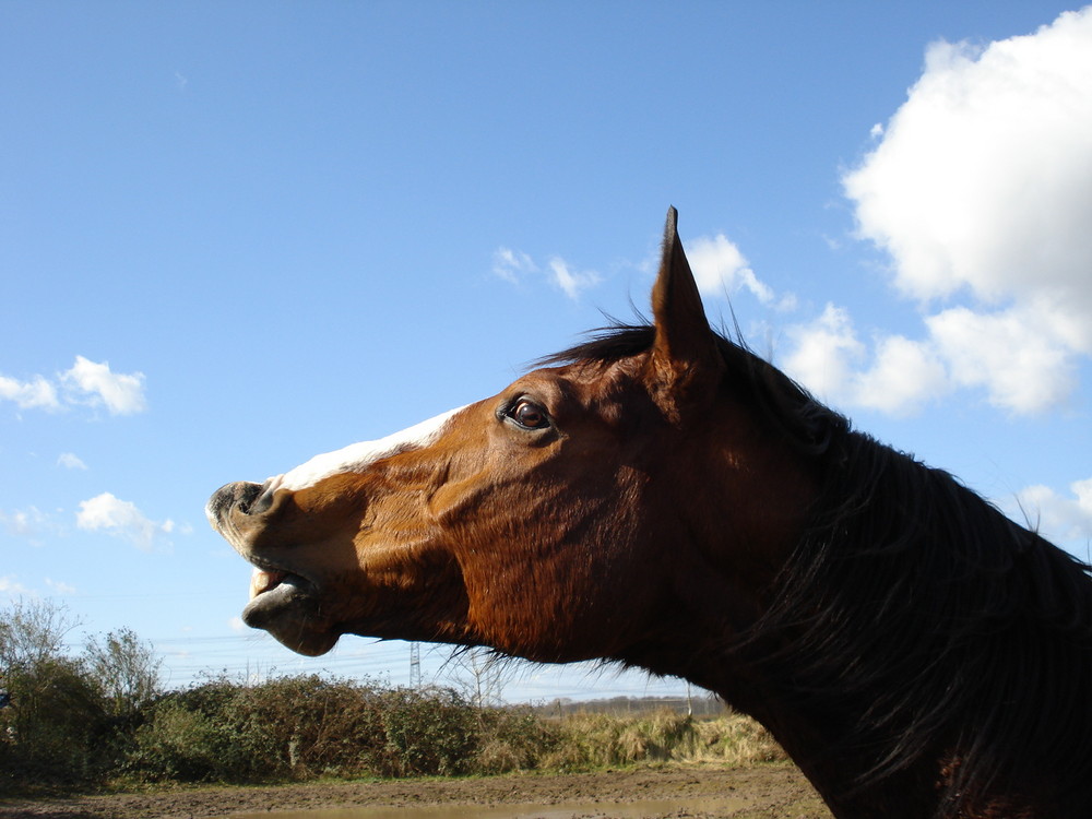 Mein Pferd Rimini