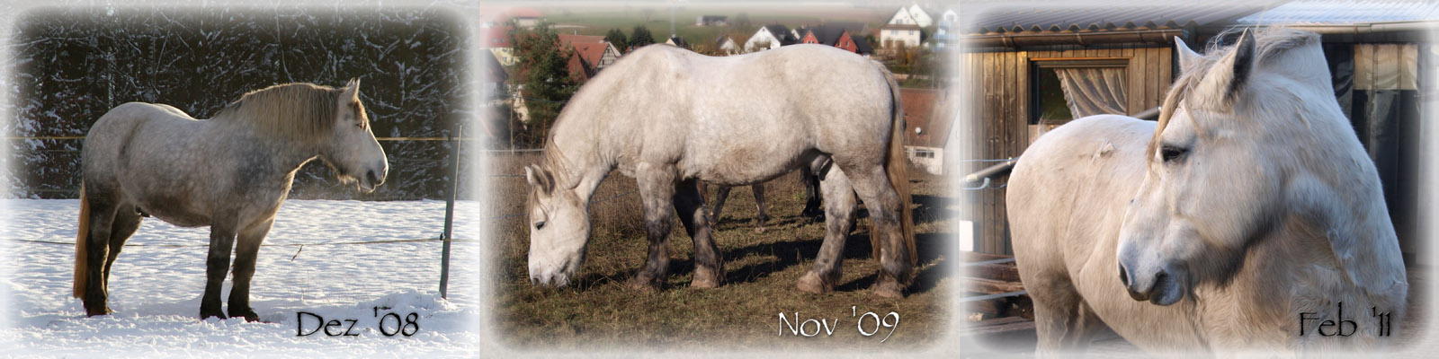 mein Pferd schimmelt