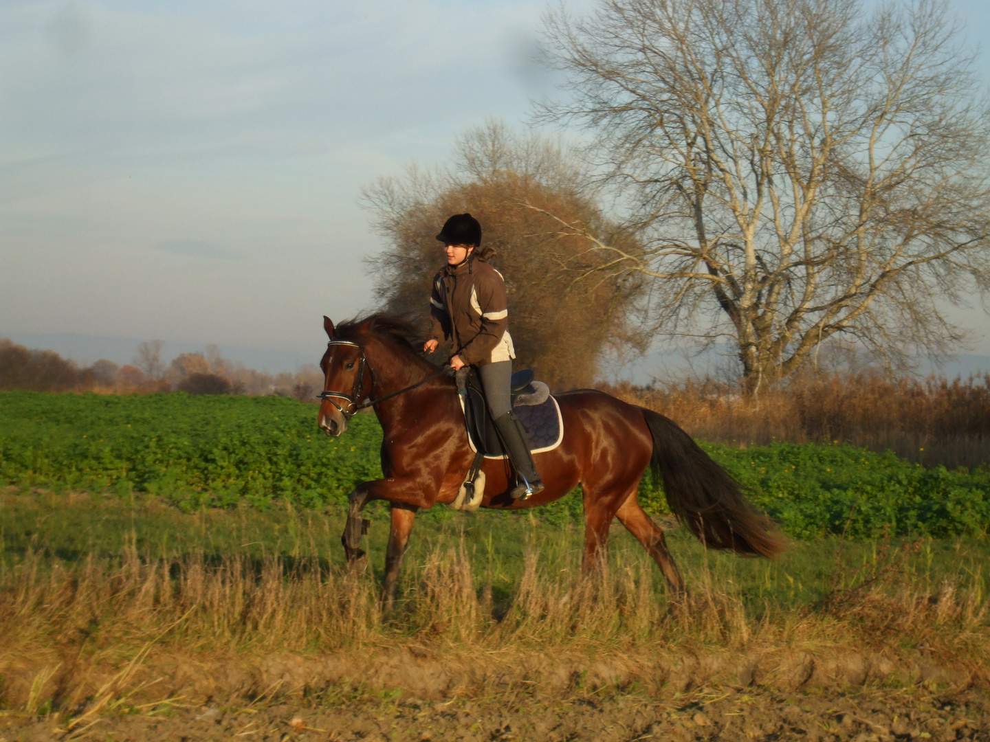 Mein Pferd und ich