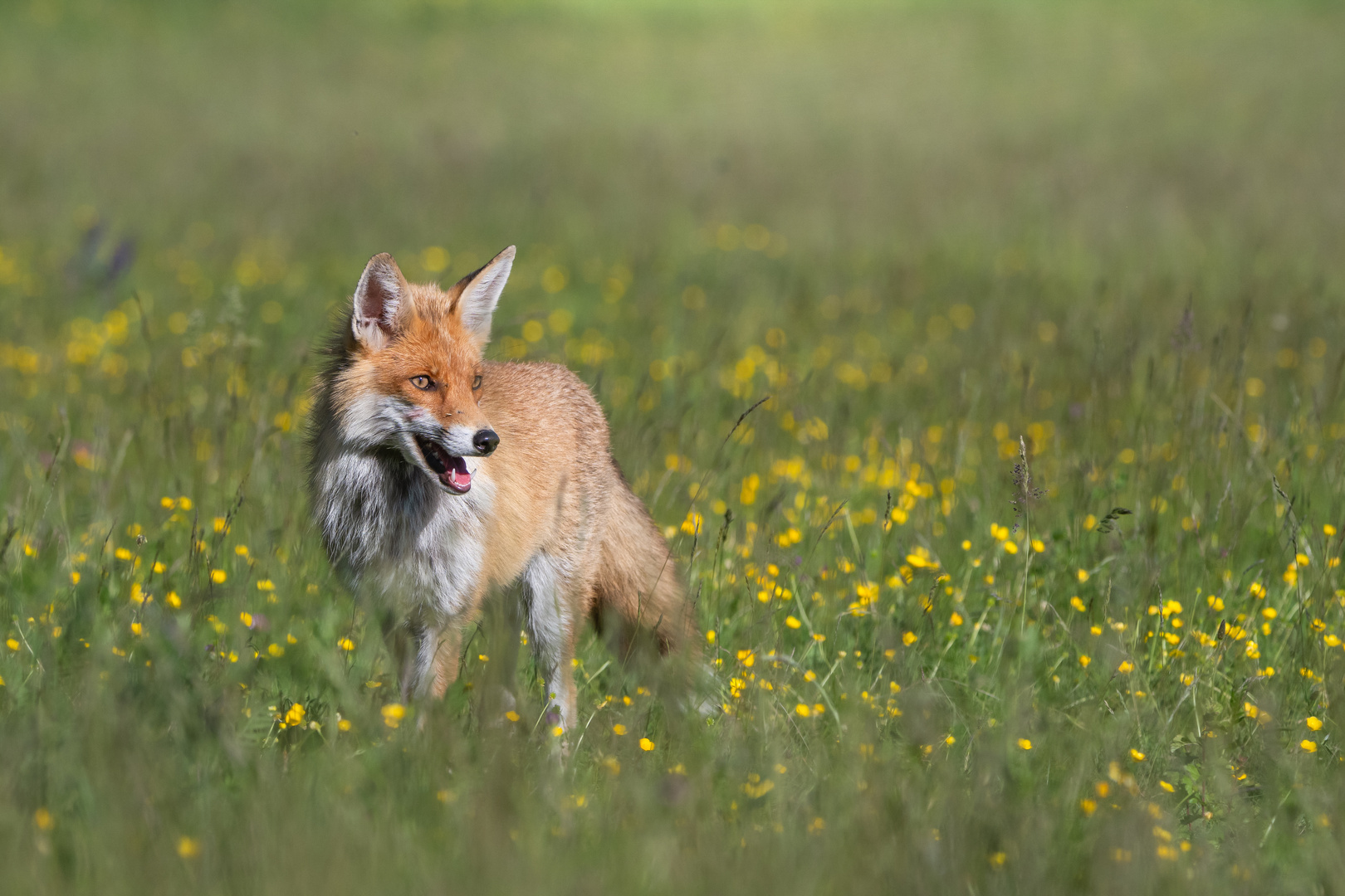 Mein Pfingstfuchs