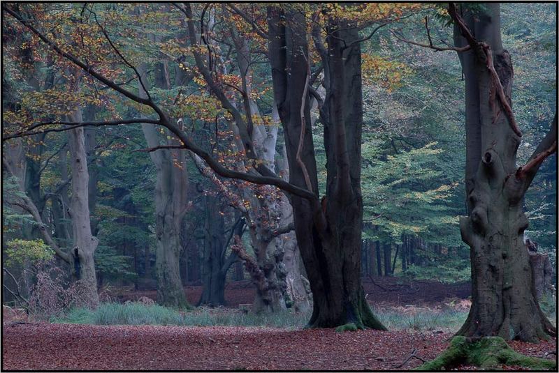 Mein Pilzwald