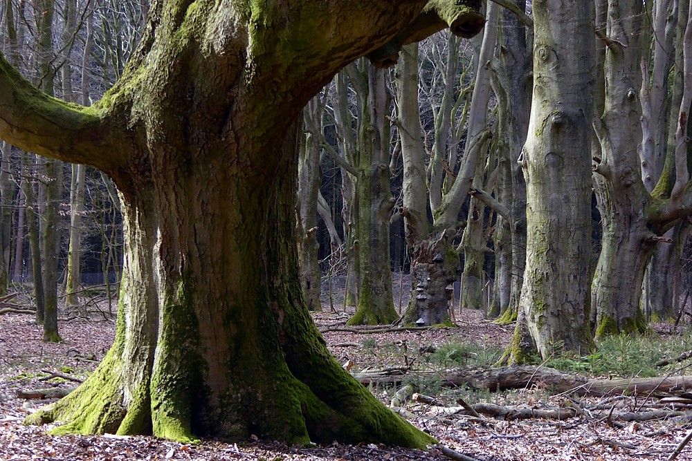 Mein Pilzwald