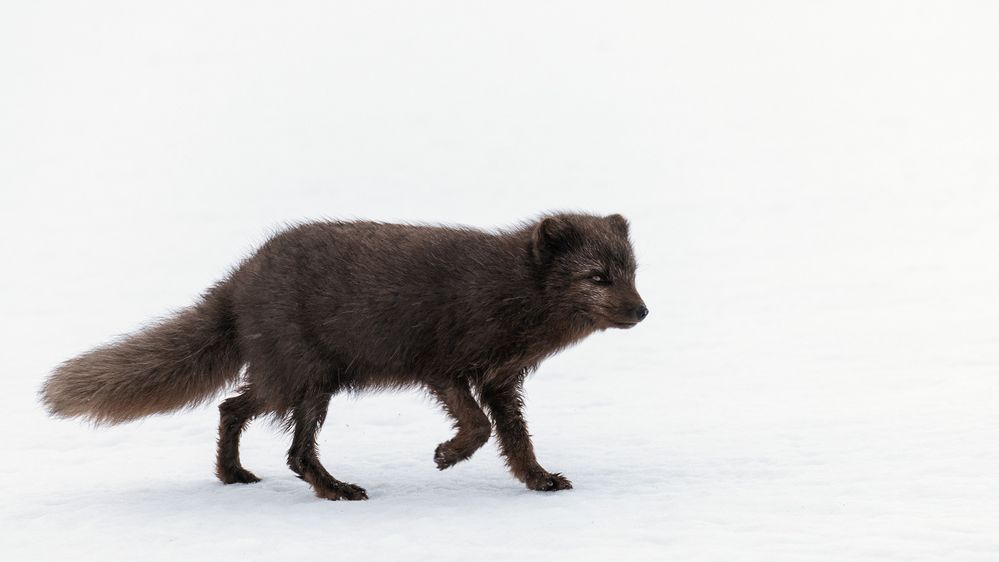 mein Polarfuchs zum Sonntag