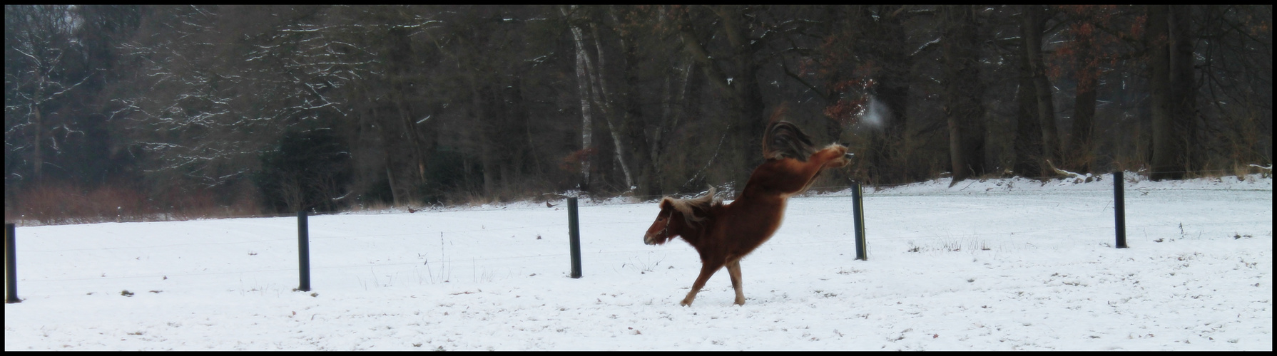 Mein Pony