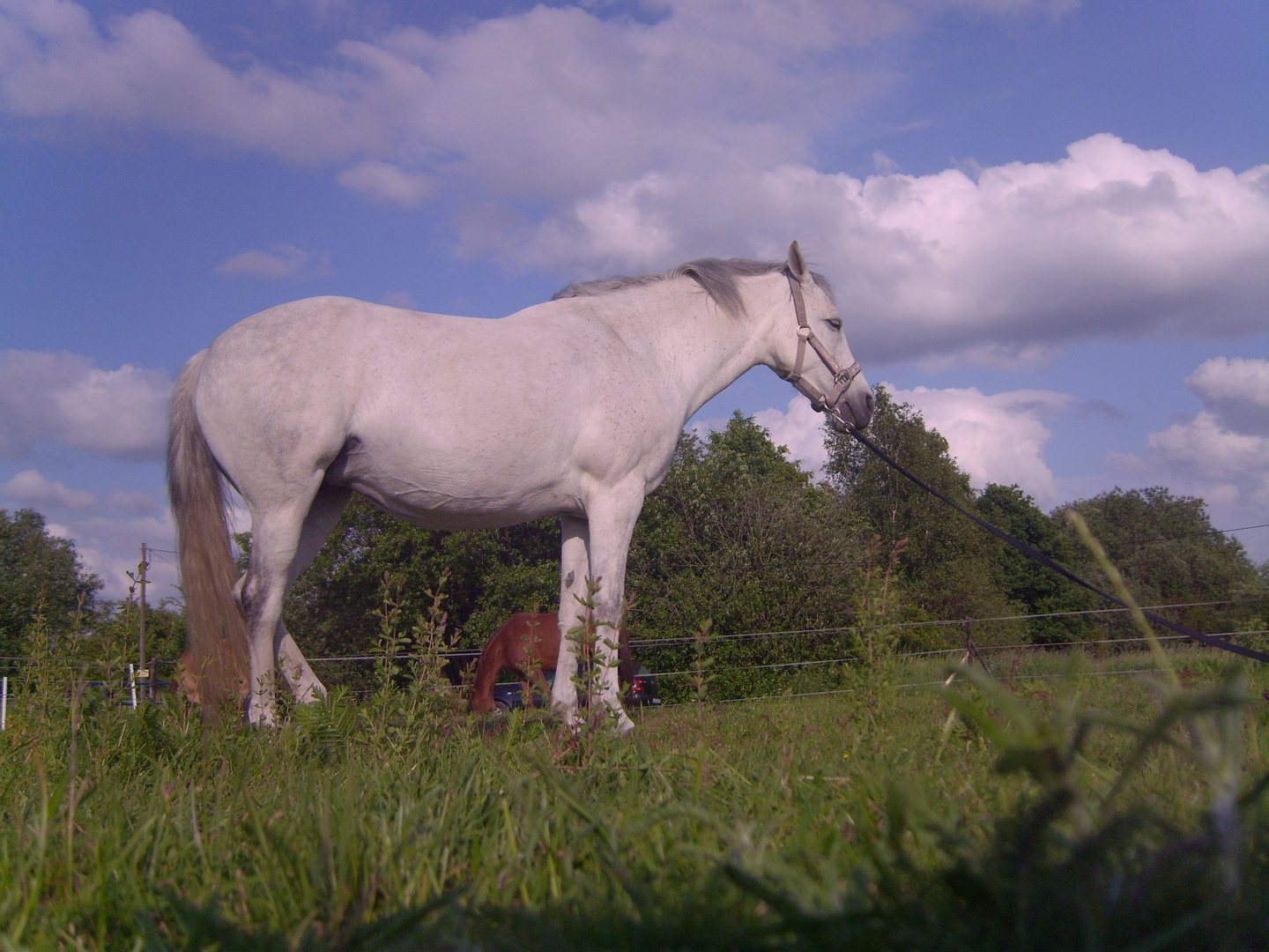 Mein Pony beim ,,Chillen "