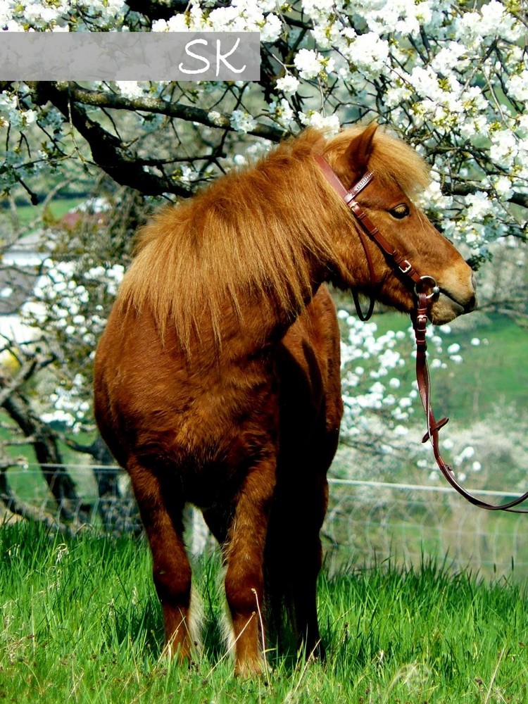 Mein Pony Jamiro