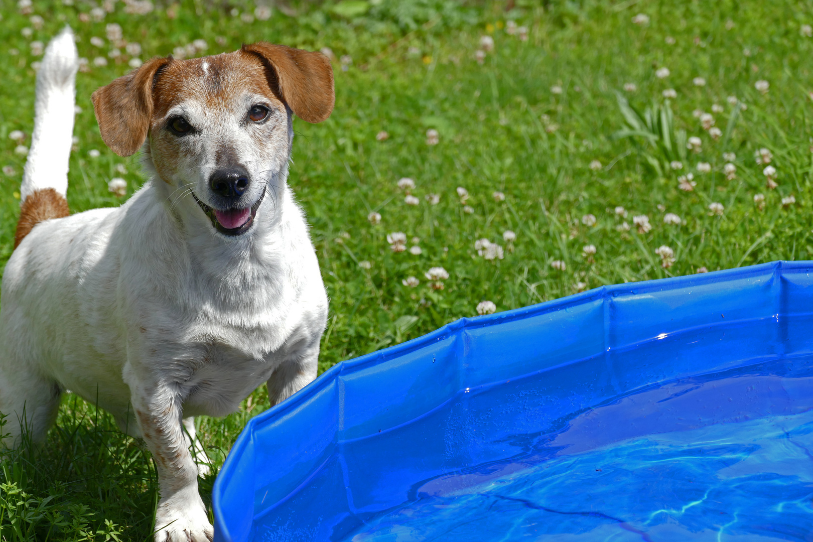 Mein Pool :o)