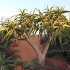 Mein Prachtstueck:Der Aloenbaum