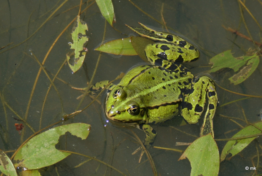 Mein Prinz?? Geküsst....und es blieb doch ein Frosch!