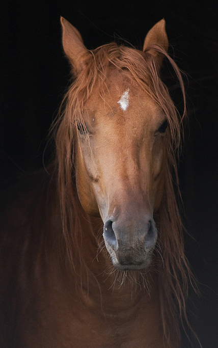 Mein Quarter Horse Hengst Cody