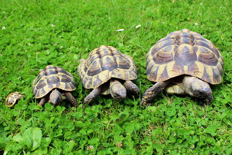 Mein Quartett im Garten